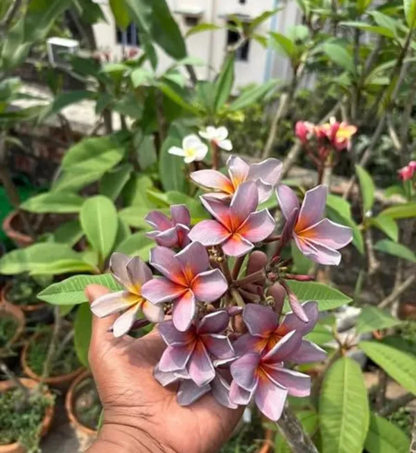 Greenery_Nursery®_Purple_Plumeria_Rare_Variety_Flower_Plant_&_Tree_For_Home_Garden_(1.5-3.5_Ft_Height)_Pack_Of_1