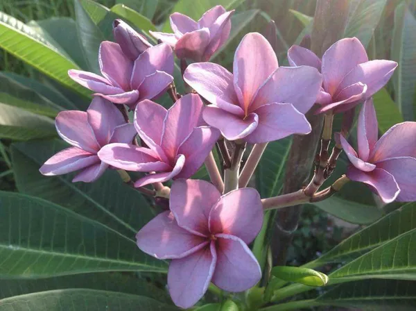 Greenery_Nursery®_Purple_Plumeria_Rare_Variety_Flower_Plant_&_Tree_For_Home_Garden_(1.5-3.5_Ft_Height)_Pack_Of_1