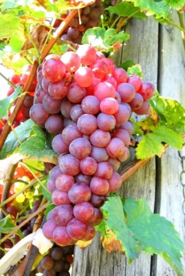Red_Flame_Seedless_Grapes_Angoor_Layering/Grafted_Fruit_Plant