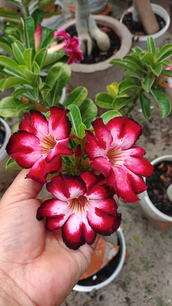 Adenium_(Red_&_White)_Desert_Rose_Flower_Plant_For_Home_Garden_(Grafted,_Pack_Of_1)
