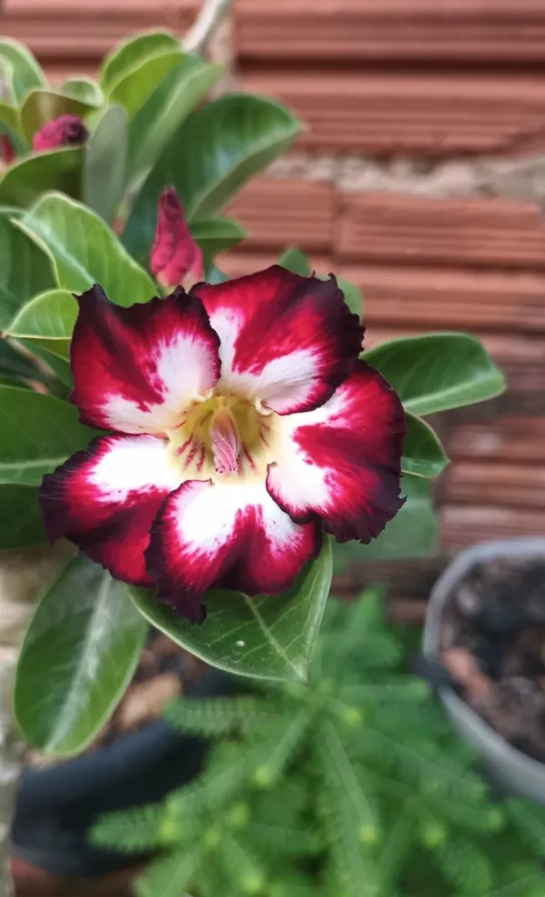 Adenium_(Red_&_White)_Desert_Rose_Flower_Plant_For_Home_Garden_(Grafted,_Pack_Of_1)