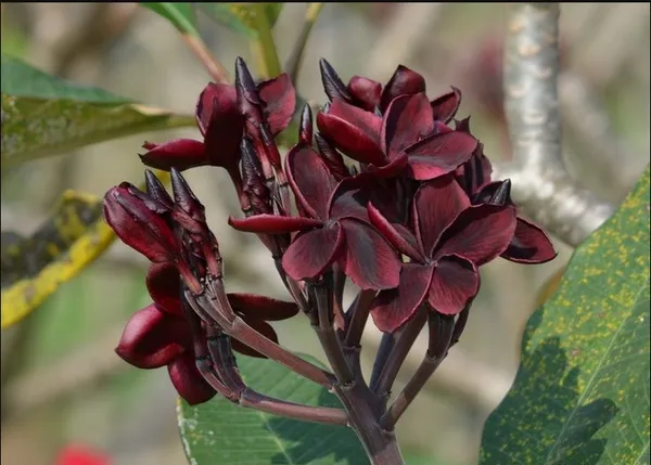 Dark_Red_Plumeria_Flower_Plant_&_Tree_(1.5-2.5_Ft_Size)_For_Home_Gardening_(Pack_Of_1)