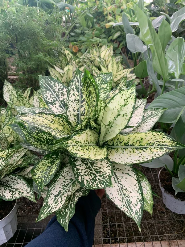 Aglaonema_Snow_White_Indoor_Plant_For_Home/Office/Garden_Decor,_Pack_Of_1