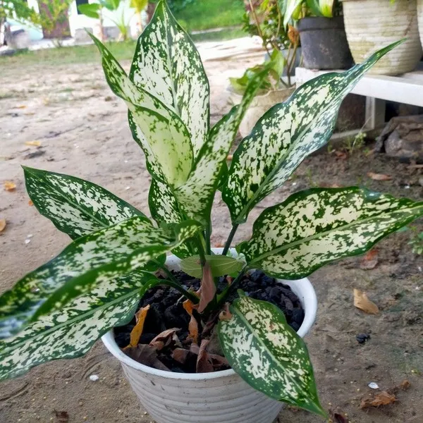 Aglaonema_Snow_White_Indoor_Plant_For_Home/Office/Garden_Decor,_Pack_Of_1