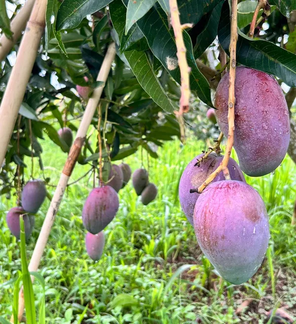 Super_Juicy_Japanese_Miyazaki_Mango_Plant_&_Tree_For_Home_Garden_(1.5-3.5_Ft_Height)_Pack_Of_1