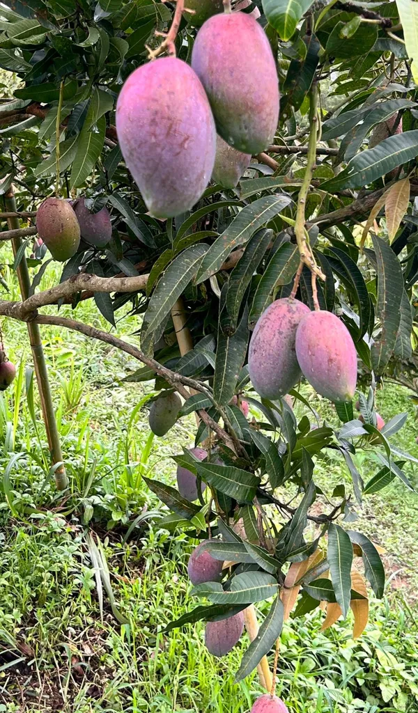 Super_Juicy_Japanese_Miyazaki_Mango_Plant_&_Tree_For_Home_Garden_(1.5-3.5_Ft_Height)_Pack_Of_1