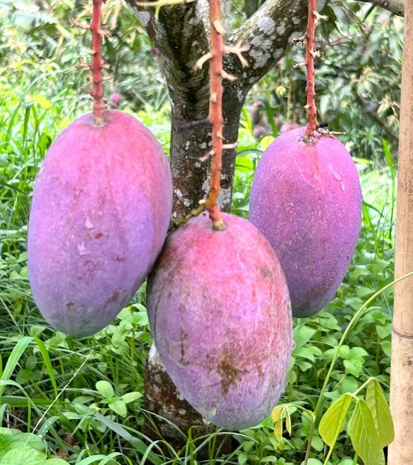 Super_Juicy_Japanese_Miyazaki_Mango_Plant_&_Tree_For_Home_Garden_(1.5-3.5_Ft_Height)_Pack_Of_1
