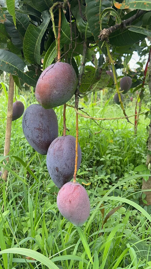 Super_Juicy_Japanese_Miyazaki_Mango_Plant_&_Tree_For_Home_Garden_(1.5-3.5_Ft_Height)_Pack_Of_1
