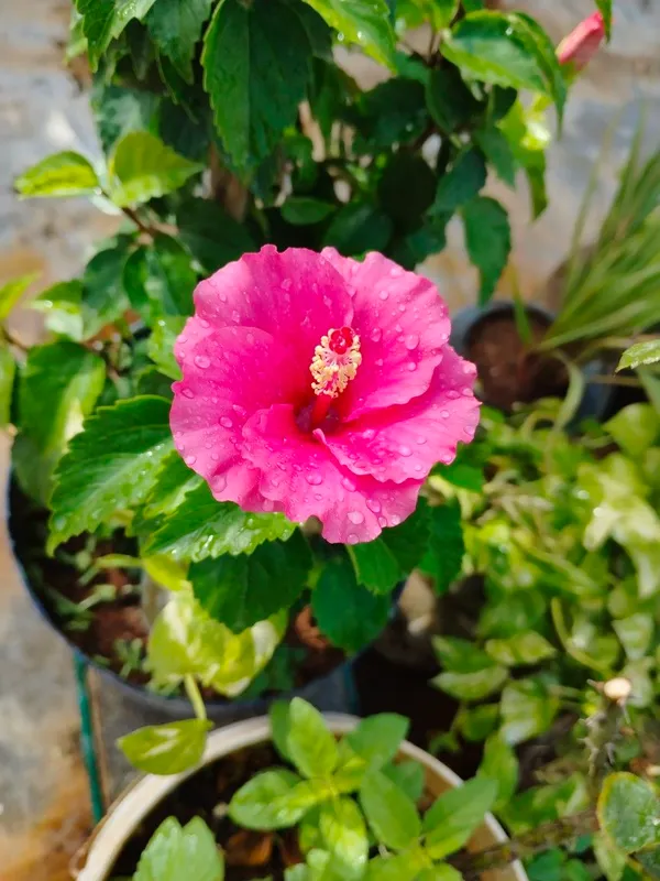 Hibiscus_12_Month_Flower_Plant_(Pack_Of_1)_For_Home_Garden