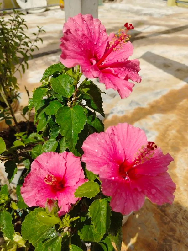 Hibiscus_12_Month_Flower_Plant_(Pack_Of_1)_For_Home_Garden