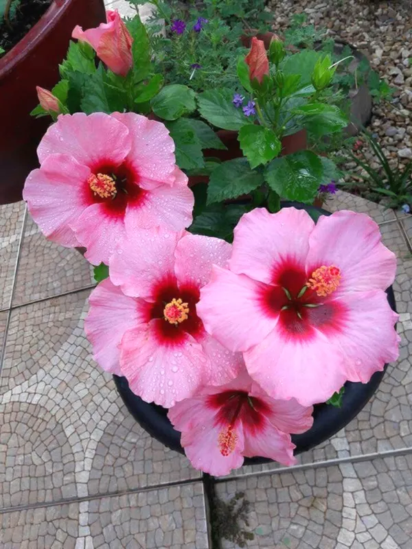 Hibiscus_12_Month_Flower_Plant_(Pack_Of_1)_For_Home_Garden