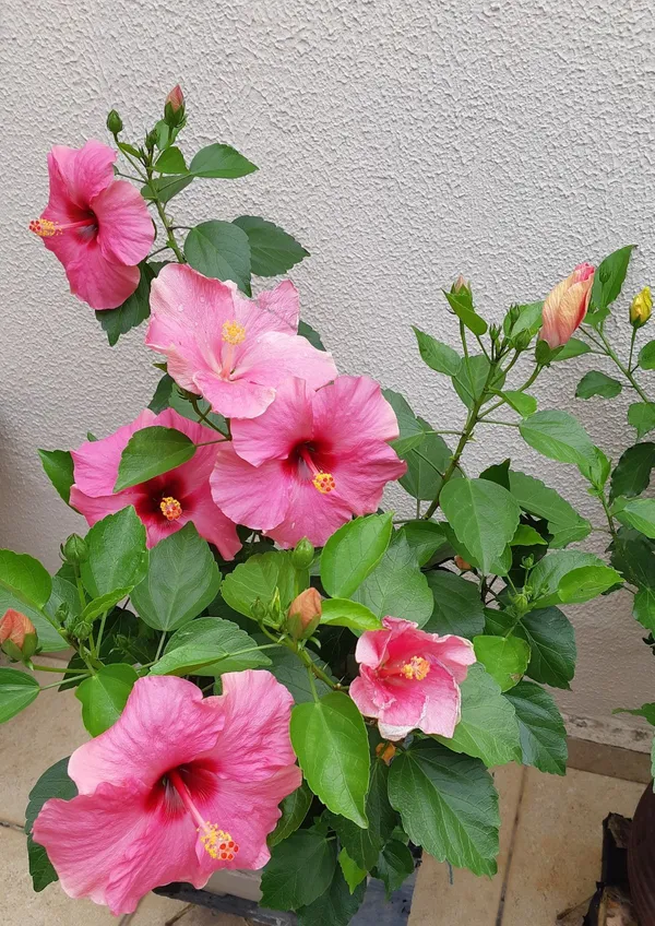 Hibiscus_12_Month_Flower_Plant_(Pack_Of_1)_For_Home_Garden