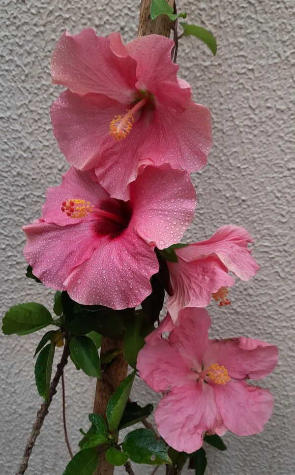 Hibiscus_12_Month_Flower_Plant_(Pack_Of_1)_For_Home_Garden