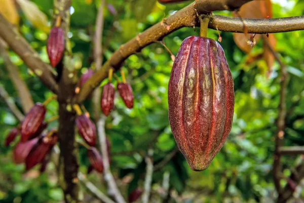Thai_Red_Cocoa_Plant_Fruit_&_Fruit_Trees_Rare_Hybrid_Dwarf_"_Red_Colour_Cocoa_Plant_&_Tree_(Pack_of_1)_