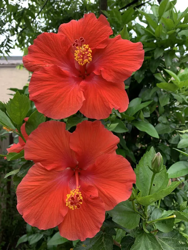 Hibiscus_Ready_To_Flower_Plant_For_Your_Sweet_Home_Garden,_Pack_Of_1