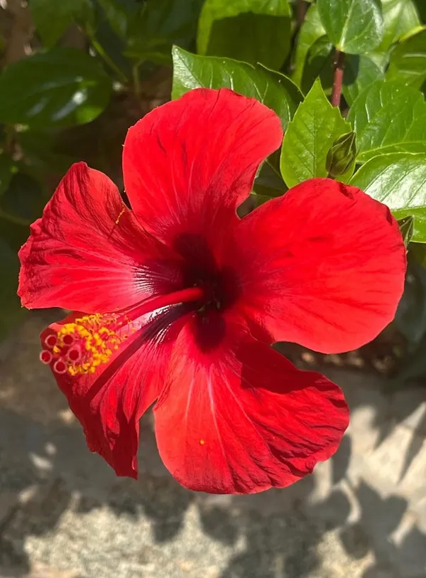 Hibiscus_Ready_To_Flower_Plant_For_Your_Sweet_Home_Garden,_Pack_Of_1