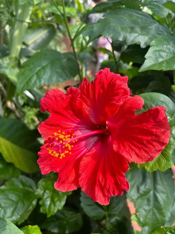 Hibiscus_Ready_To_Flower_Plant_For_Your_Sweet_Home_Garden,_Pack_Of_1