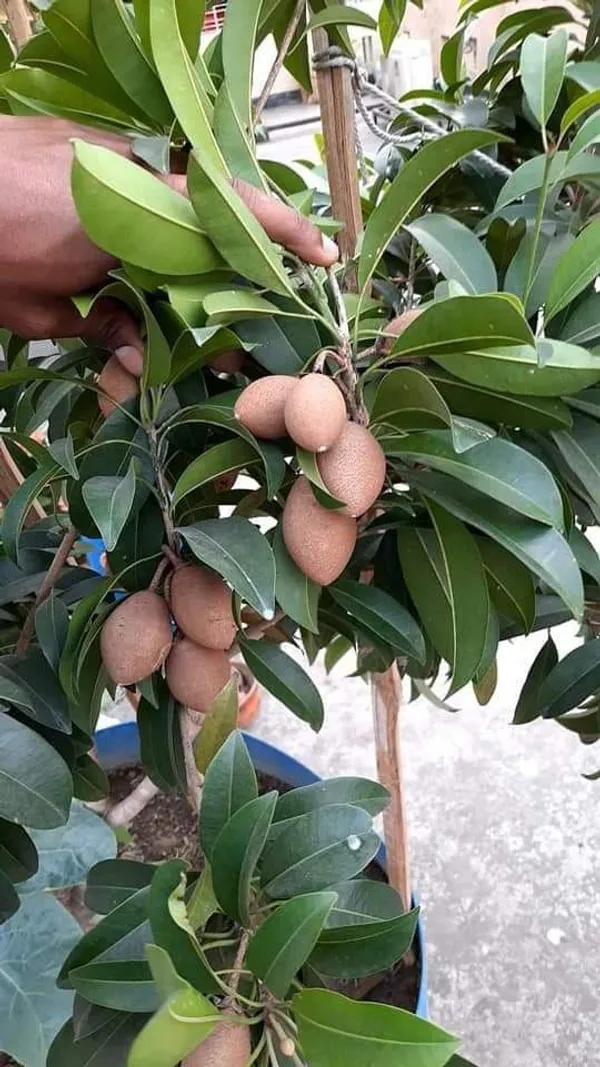 Sapota_Healthy_Fruit_Plant_&_Tree_For_Home_Garden_(1.5-3.5_Ft_Hight)_Sapodilla/Chiku_Hybrid_Fruit_Plant_(Pack_Of_1)