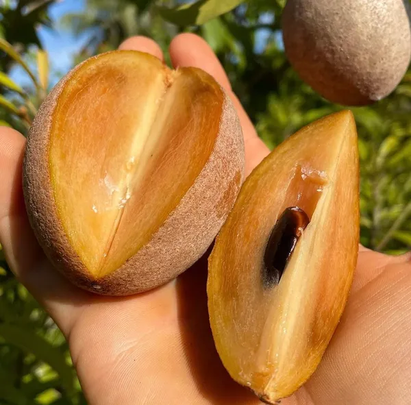 Sapota_Healthy_Fruit_Plant_&_Tree_For_Home_Garden_(1.5-3.5_Ft_Hight)_Sapodilla/Chiku_Hybrid_Fruit_Plant_(Pack_Of_1)