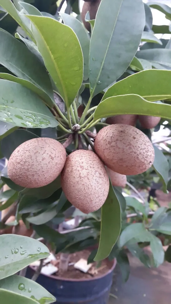 Sapota_Healthy_Fruit_Plant_&_Tree_For_Home_Garden_(1.5-3.5_Ft_Hight)_Sapodilla/Chiku_Hybrid_Fruit_Plant_(Pack_Of_1)