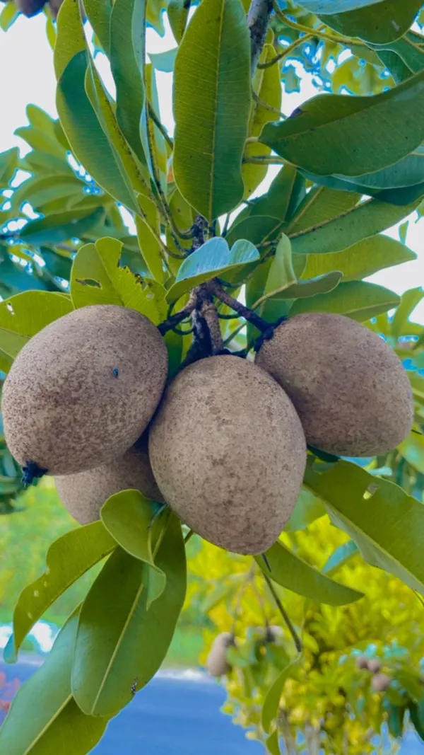 Sapota_Healthy_Fruit_Plant_&_Tree_For_Home_Garden_(1.5-3.5_Ft_Hight)_Sapodilla/Chiku_Hybrid_Fruit_Plant_(Pack_Of_1)