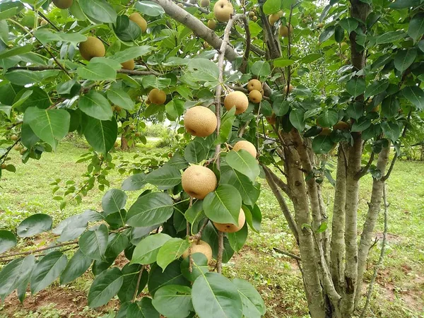 Pear/_Nashpati_Hybrid_Fruit_Plant_(Grafted,_Pack_Of_1)