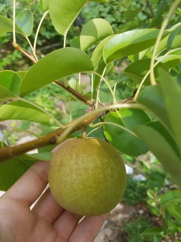 Pear/_Nashpati_Hybrid_Fruit_Plant_(Grafted,_Pack_Of_1)