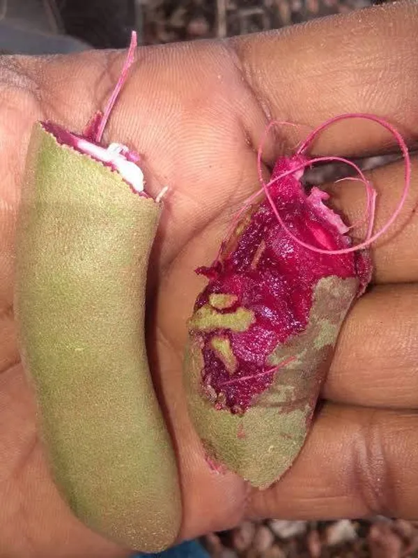 Delicious_Tamarind_Plant_–_Tamarindus_indica_Fruit_Tree,_Long-Living,_Sweet–Sour_Pods_for_Garden_or_Outdoor_Planting