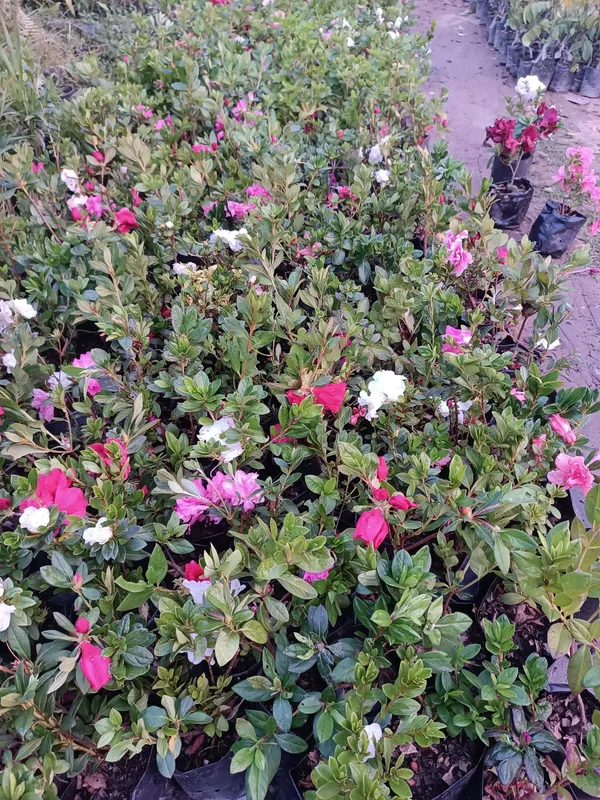 Beautiful_Azalea_Flowering_Plant_&_Tree_(1.5-3.5_Ft_Size)_For_Shrub/Bush/Home_Gardening_(Pack_Of_1,_Grafted)