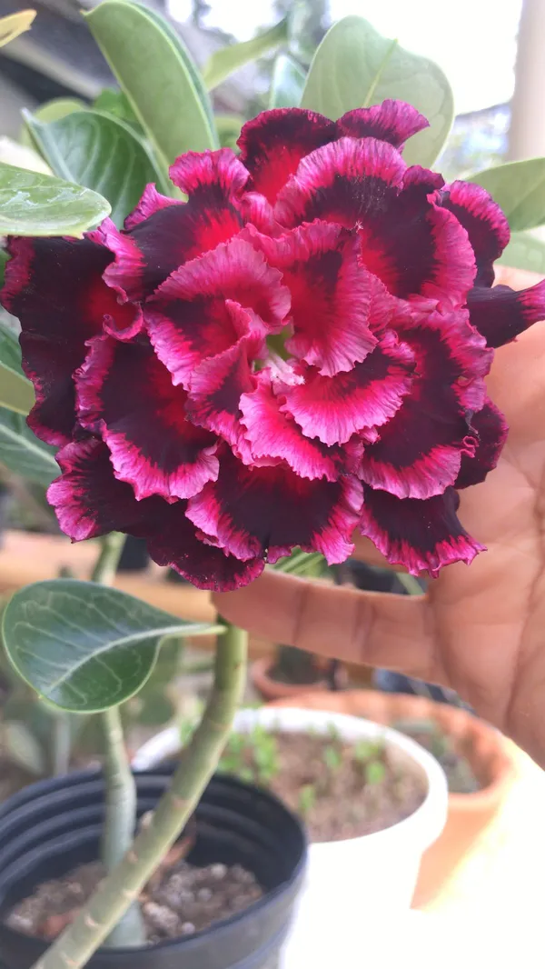 Easy_To_Grow_Adenium_Desert_Rose_Flowering_Plant_(Pack_Of_4)_For_Home_Garden
