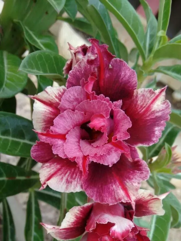 Easy_To_Grow_Adenium_Desert_Rose_Flowering_Plant_(Pack_Of_4)_For_Home_Garden