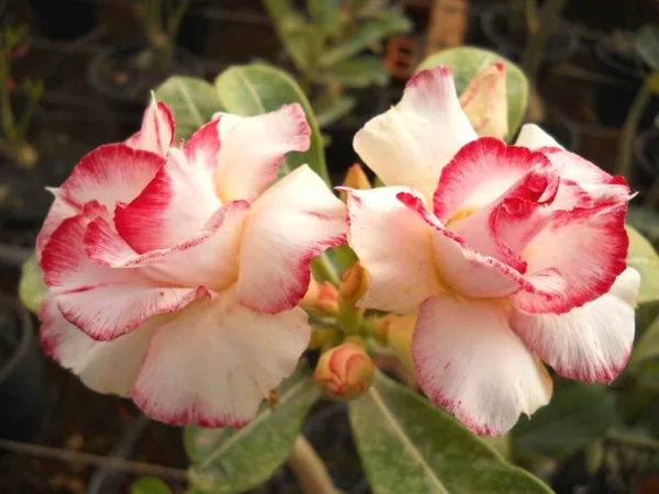 Easy_To_Grow_Adenium_Desert_Rose_Flowering_Plant_(Pack_Of_4)_For_Home_Garden