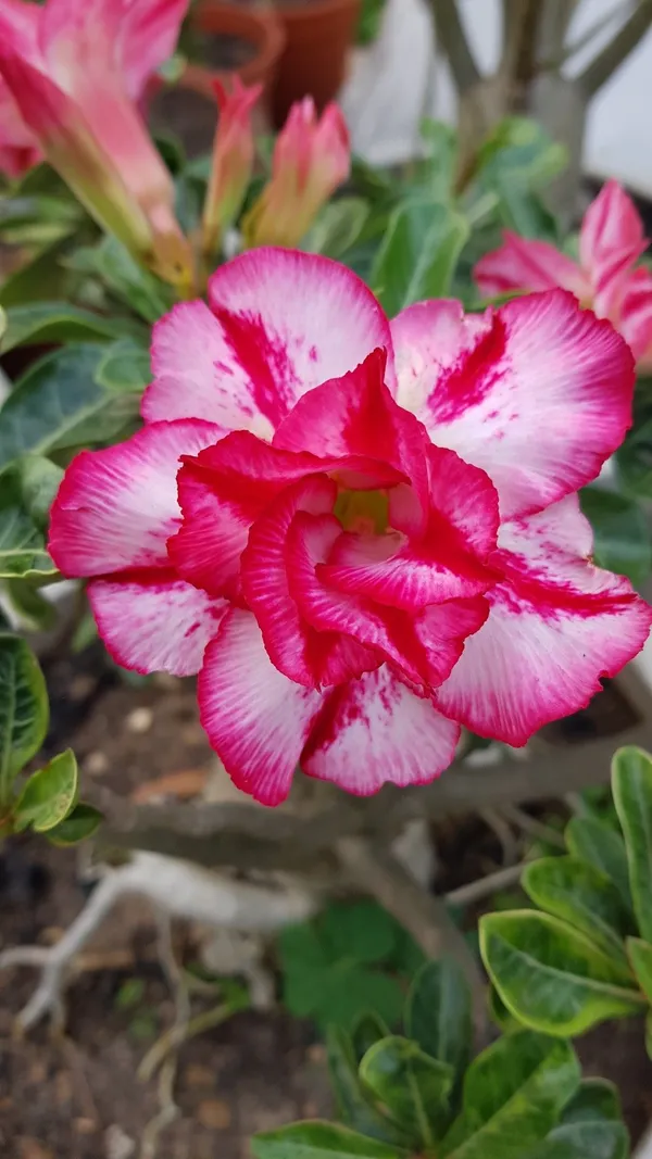 Easy_To_Grow_Adenium_Desert_Rose_Flowering_Plant_(Pack_Of_4)_For_Home_Garden
