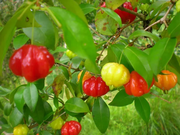 ORIGINAL_BRAZILIAN_SURINAME_RED_CHERRY_FRUIT_PLANT_&_TREE_FOR_HOME_GARDEN__(PACK_OF_1)