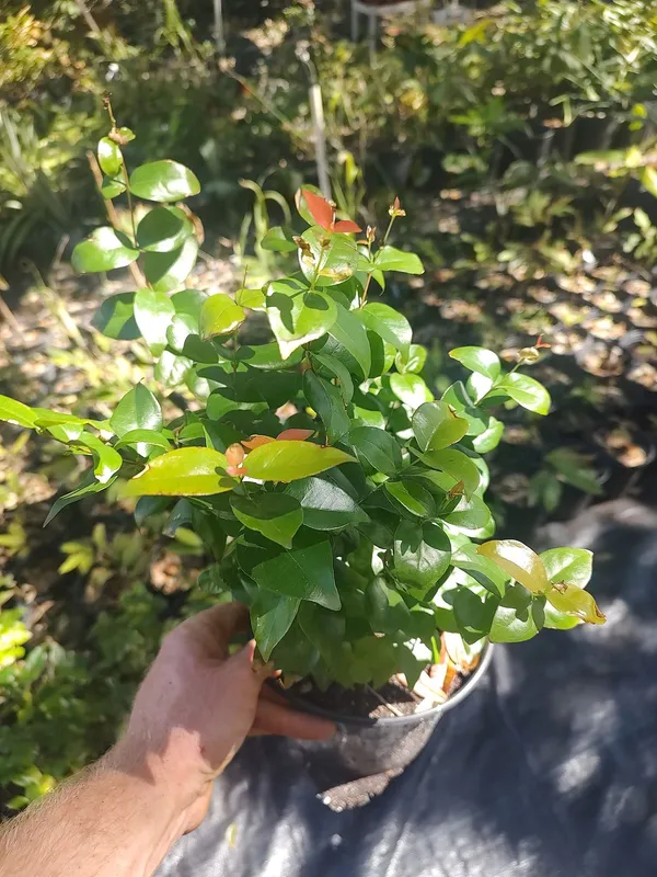 ORIGINAL_BRAZILIAN_SURINAME_RED_CHERRY_FRUIT_PLANT_&_TREE_FOR_HOME_GARDEN__(PACK_OF_1)