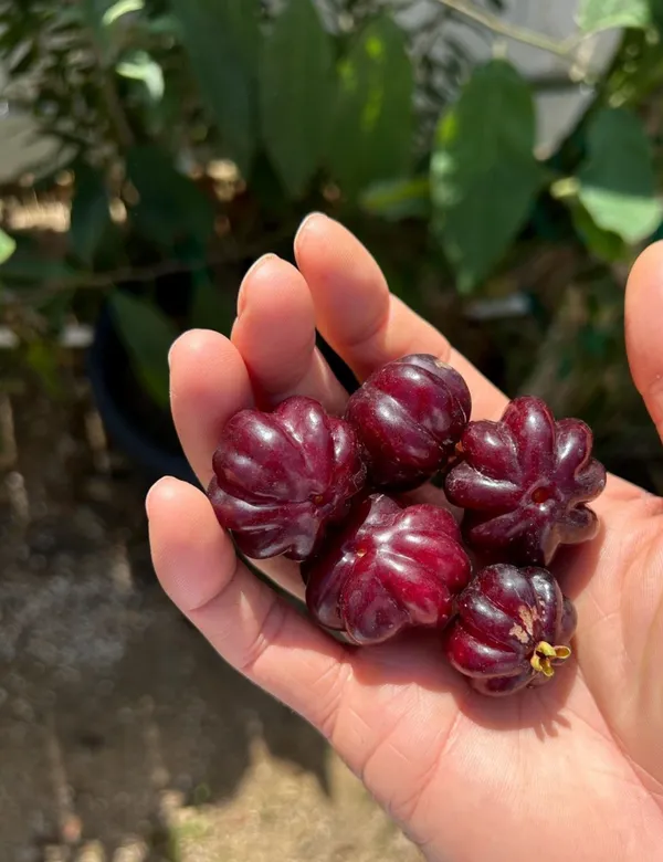ORIGINAL_BRAZILIAN_SURINAME_RED_CHERRY_FRUIT_PLANT_&_TREE_FOR_HOME_GARDEN__(PACK_OF_1)
