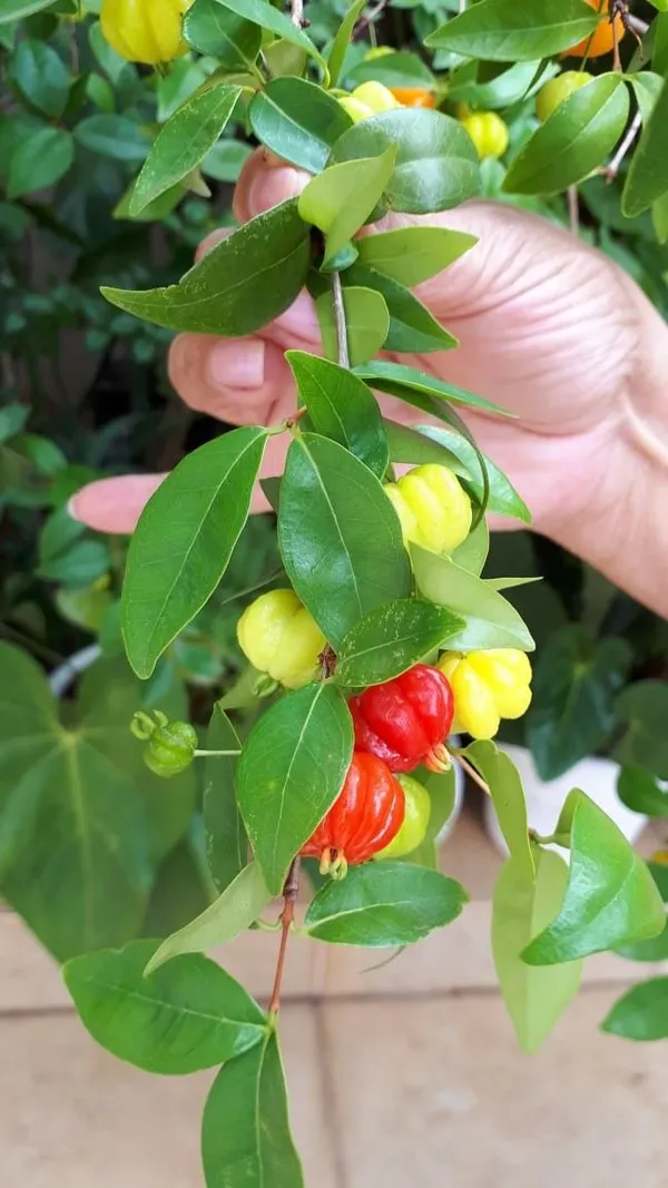 ORIGINAL_BRAZILIAN_SURINAME_RED_CHERRY_FRUIT_PLANT_&_TREE_FOR_HOME_GARDEN__(PACK_OF_1)