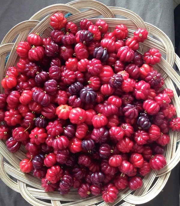 ORIGINAL_BRAZILIAN_SURINAME_RED_CHERRY_FRUIT_PLANT_&_TREE_FOR_HOME_GARDEN__(PACK_OF_1)