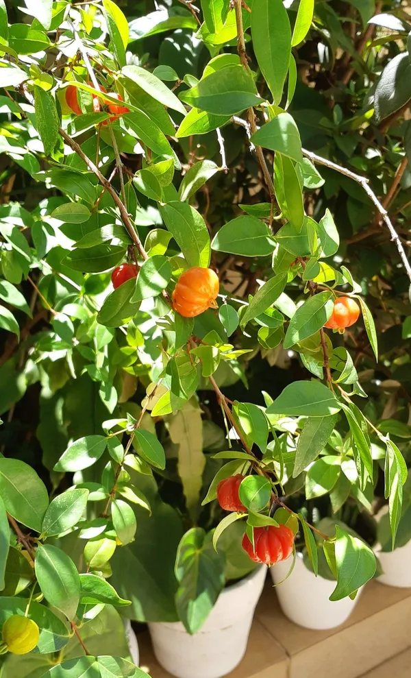 ORIGINAL_BRAZILIAN_SURINAME_RED_CHERRY_FRUIT_PLANT_&_TREE_FOR_HOME_GARDEN__(PACK_OF_1)