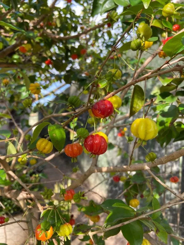 ORIGINAL_BRAZILIAN_SURINAME_RED_CHERRY_FRUIT_PLANT_&_TREE_FOR_HOME_GARDEN__(PACK_OF_1)