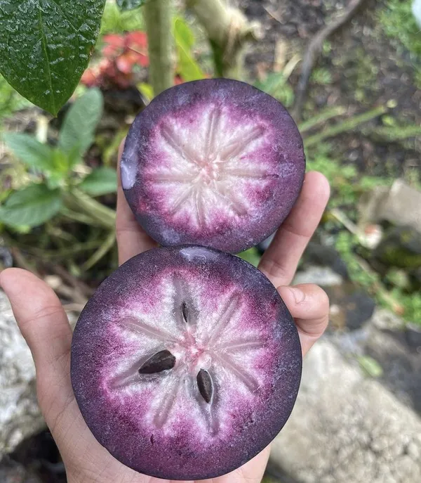 Milk_Fruit_(Star_Apple)_Plant_–Sweet_Tropical_Fruit_Variety,_Easy_to_Grow_Plant_For_Home_Garden