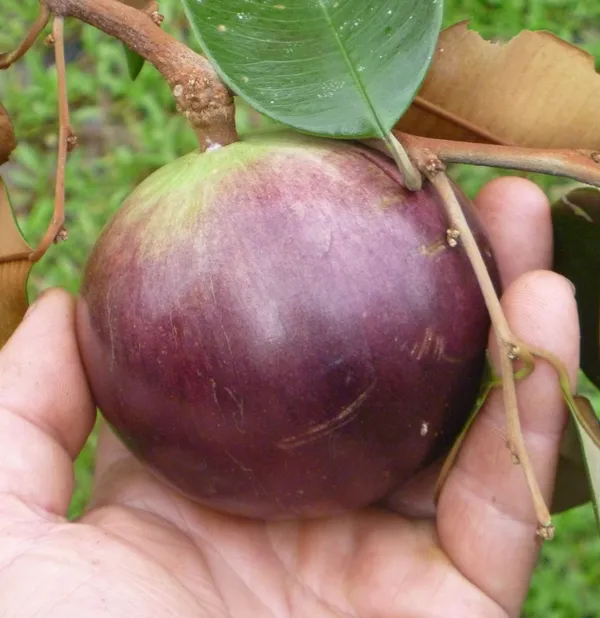 Milk_Fruit_(Star_Apple)_Plant_–Sweet_Tropical_Fruit_Variety,_Easy_to_Grow_Plant_For_Home_Garden