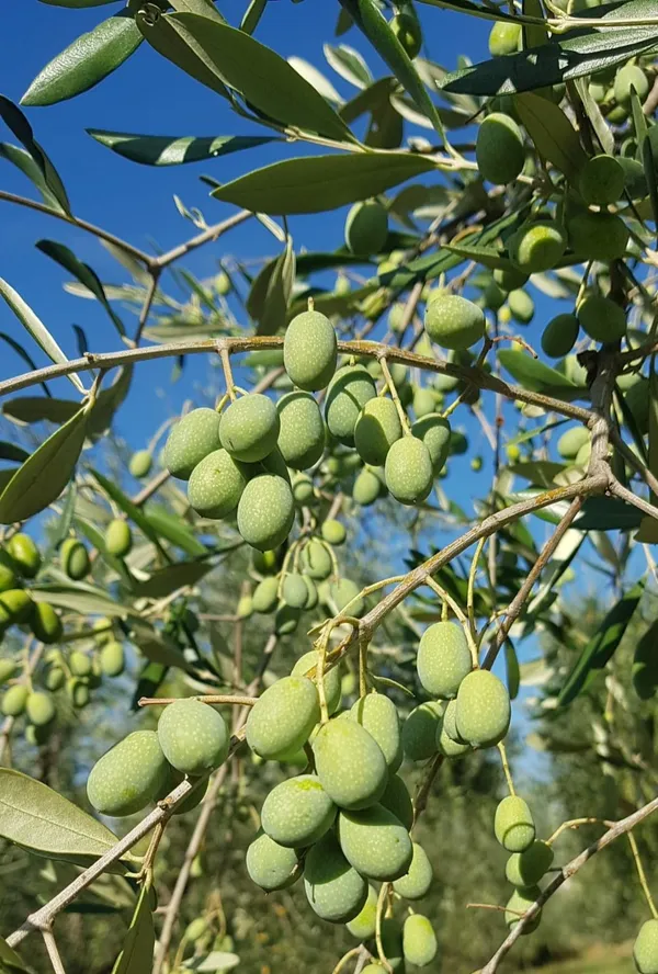 Hybrid_Ceylon_Olive_/Jolpai_Fruit_Plant_For_Home_Garden_(Pack_of_1)
