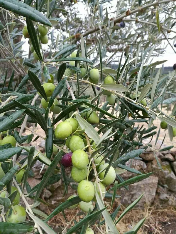 Hybrid_Ceylon_Olive_/Jolpai_Fruit_Plant_For_Home_Garden_(Pack_of_1)
