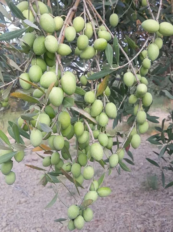Hybrid_Ceylon_Olive_/Jolpai_Fruit_Plant_For_Home_Garden_(Pack_of_1)