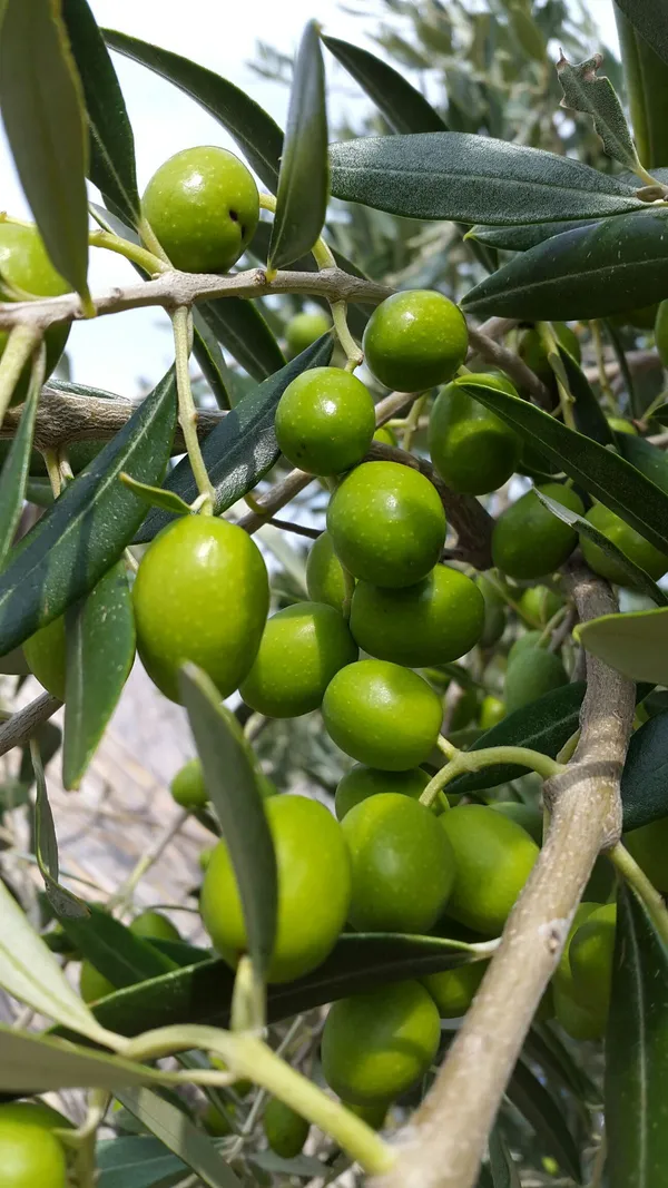 Hybrid_Ceylon_Olive_/Jolpai_Fruit_Plant_For_Home_Garden_(Pack_of_1)