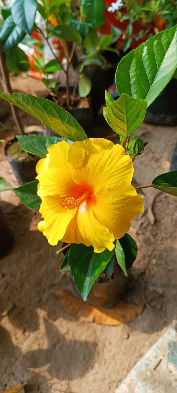 Gorgeous_Yellow_Hibiscus_Flowering_Plant_For_Shrub/Bush/Home_Garden_(Pack_Of_1)