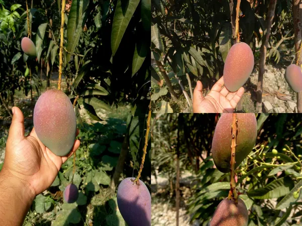 Japanese_Miyazaki_Mango_Plant_&_Tree_For_Home_Garden_Well_Watered_Miyazaki_Mango_Plant_Age_1.5_Years_(Hybrid,_Pack_Of_1)