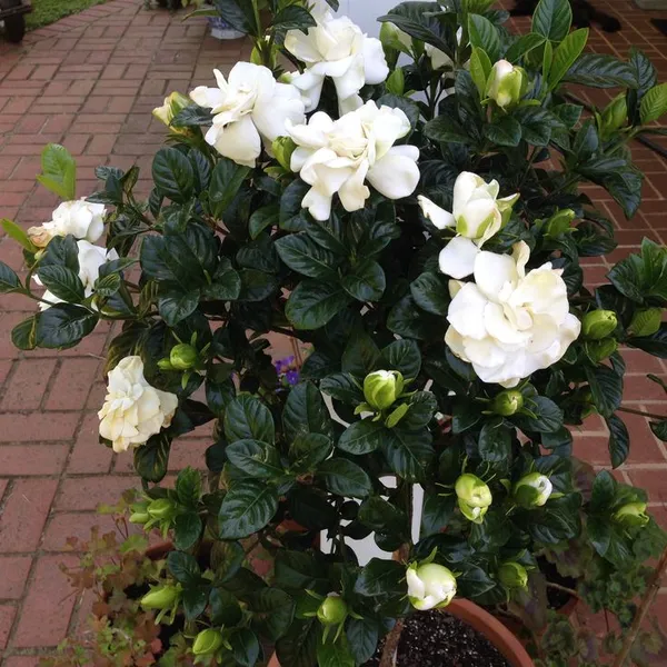 Gandhraj_Cape_Jasmine__Plant__&Tree_|_Gandharaj_Highly_fragrant_flowering_Plant