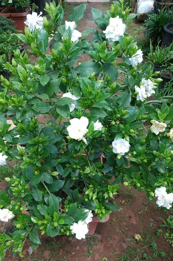 Gandhraj_Cape_Jasmine__Plant__&Tree_|_Gandharaj_Highly_fragrant_flowering_Plant